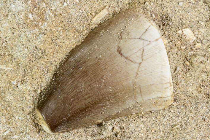 Fossil Mosasaur (Prognathodon) Tooth In Rock - Morocco #106503